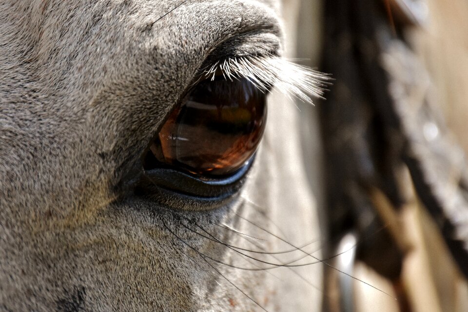 Close up eye funny