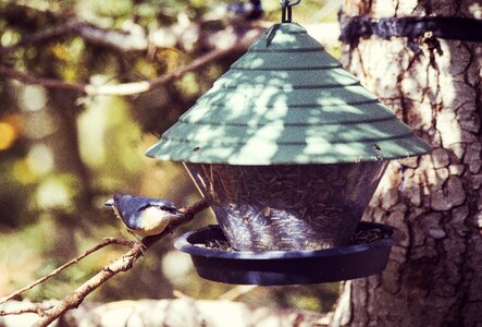 Bird feeder treehouse great spotted woodpecker