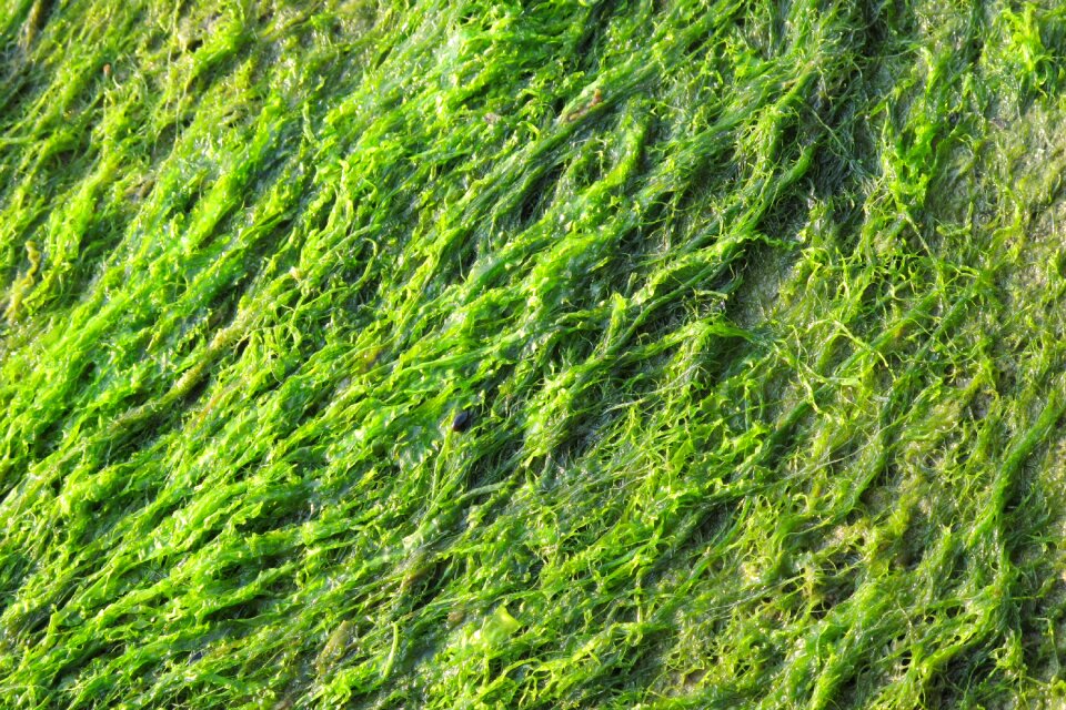 Green seaweed close up