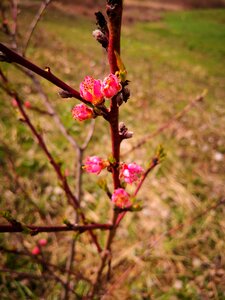 Outdoors flowers green
