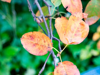 Nature blur leaf photo