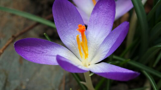 Flora floral crocus photo