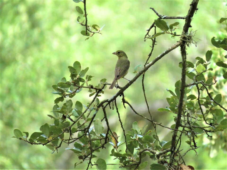 Yellow tan wildlife