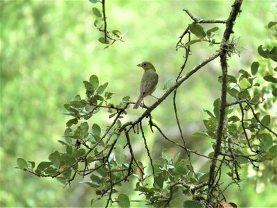 Yellow tan wildlife
