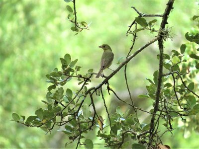 Yellow tan wildlife photo