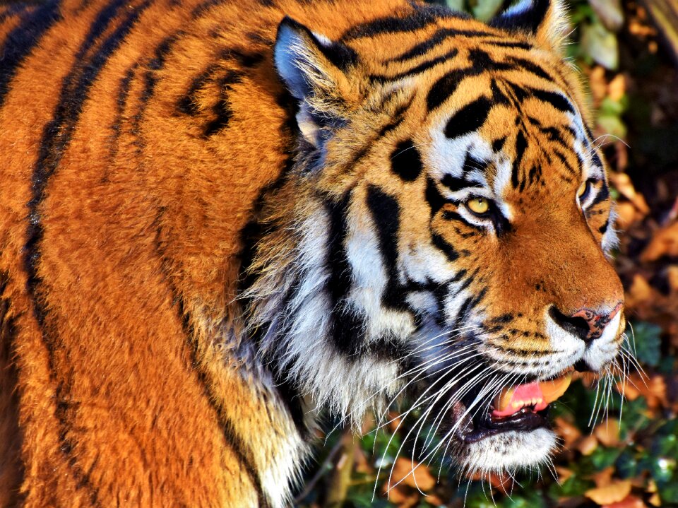 Wildcat dangerous majestic