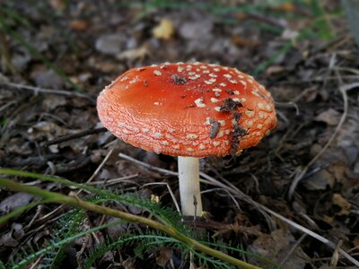 Toadstool nature amanita photo