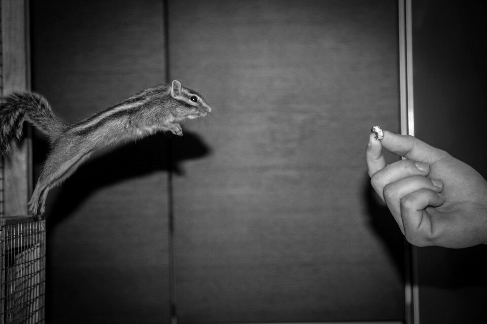Pet black and white monochrome