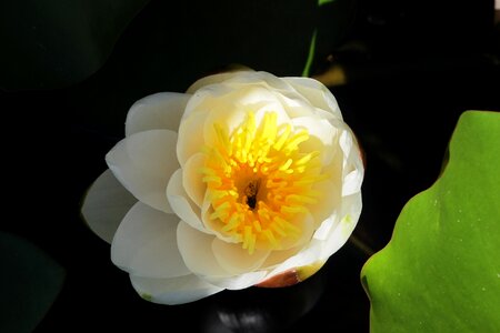 Blossom bloom nature