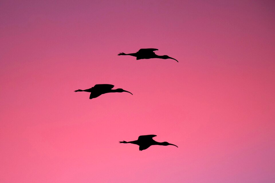 Flying animal pink sky