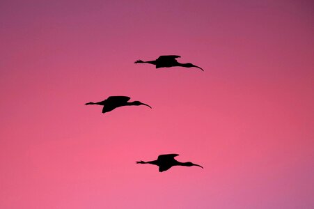 Flying animal pink sky photo