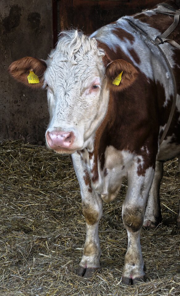 Farm agriculture animals