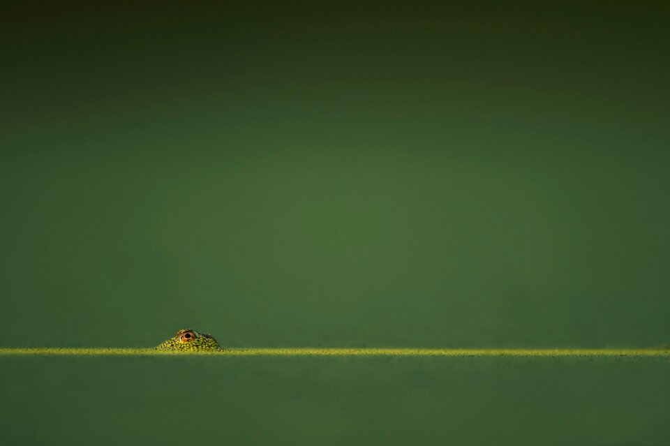 Reptile animal eye