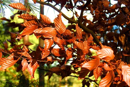 Winter tree plant photo