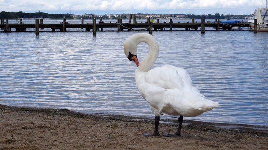 Bird swan white swan