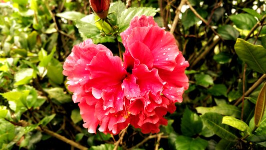 Pink nectar water drops photo