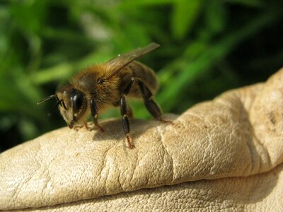 Honeybee insect apis mellifera photo
