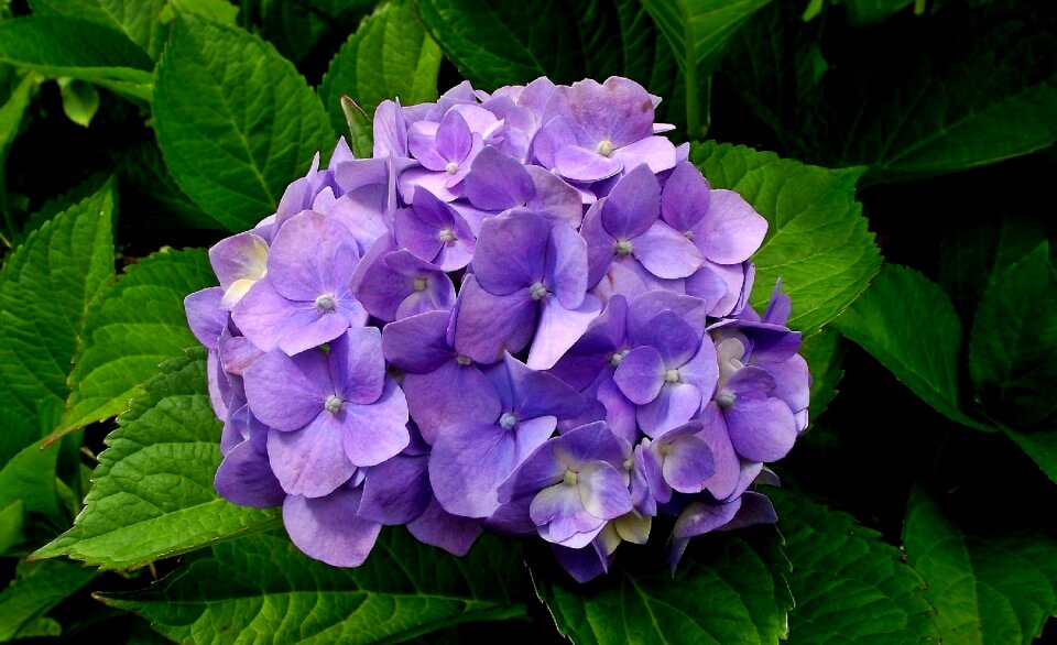 Plant flower hydrangea