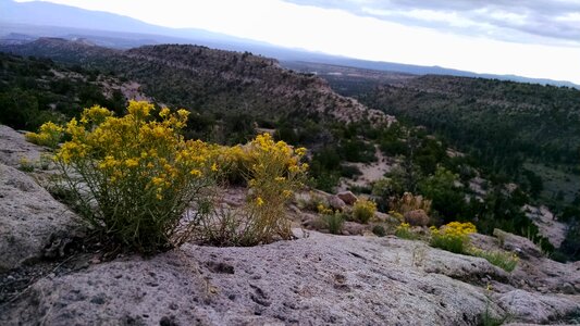 Nature floral plant
