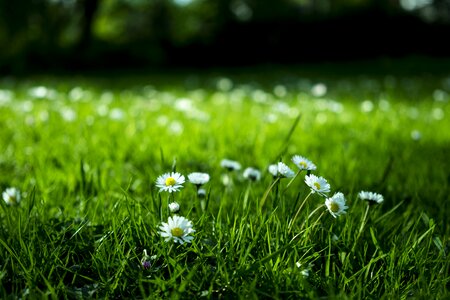 Field lawn outdoor photo