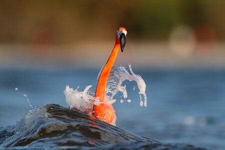 Long neck orange