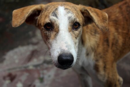 Canine look eyes photo