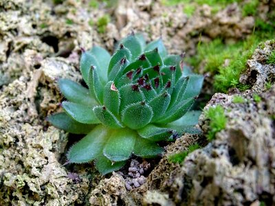 Succulent plant ordinary house turmeric real houseleek