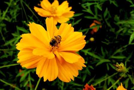 Flower yellow nectar photo