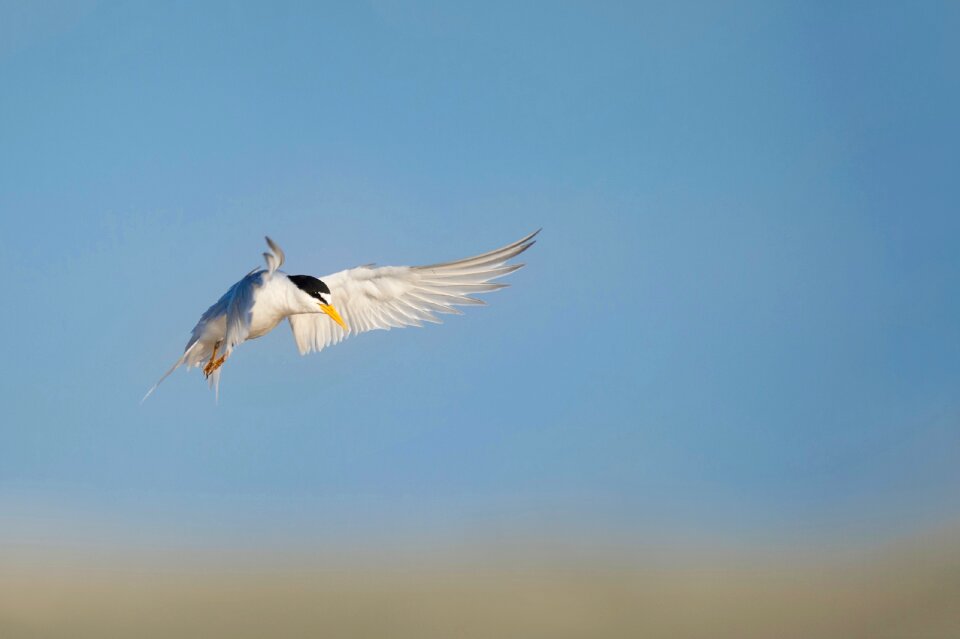 Flying animal blue