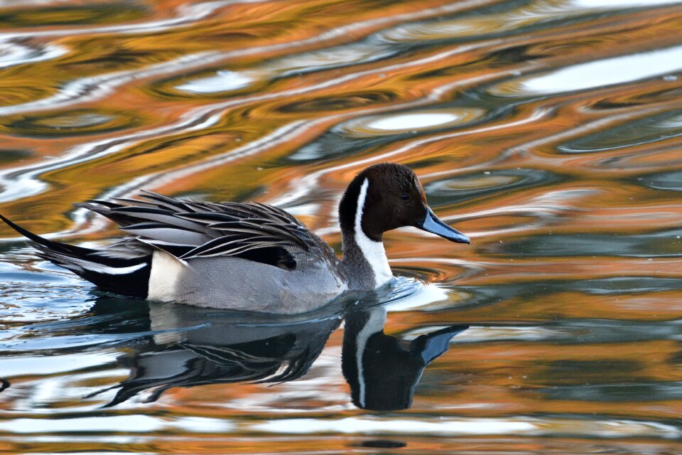 Duck natural pintail