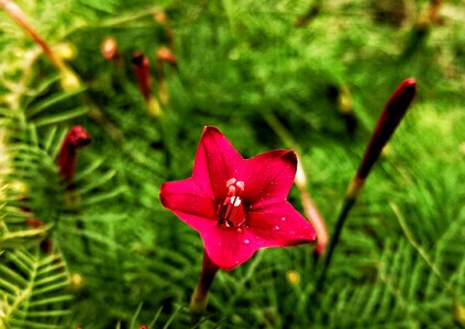 Flower red nectar photo