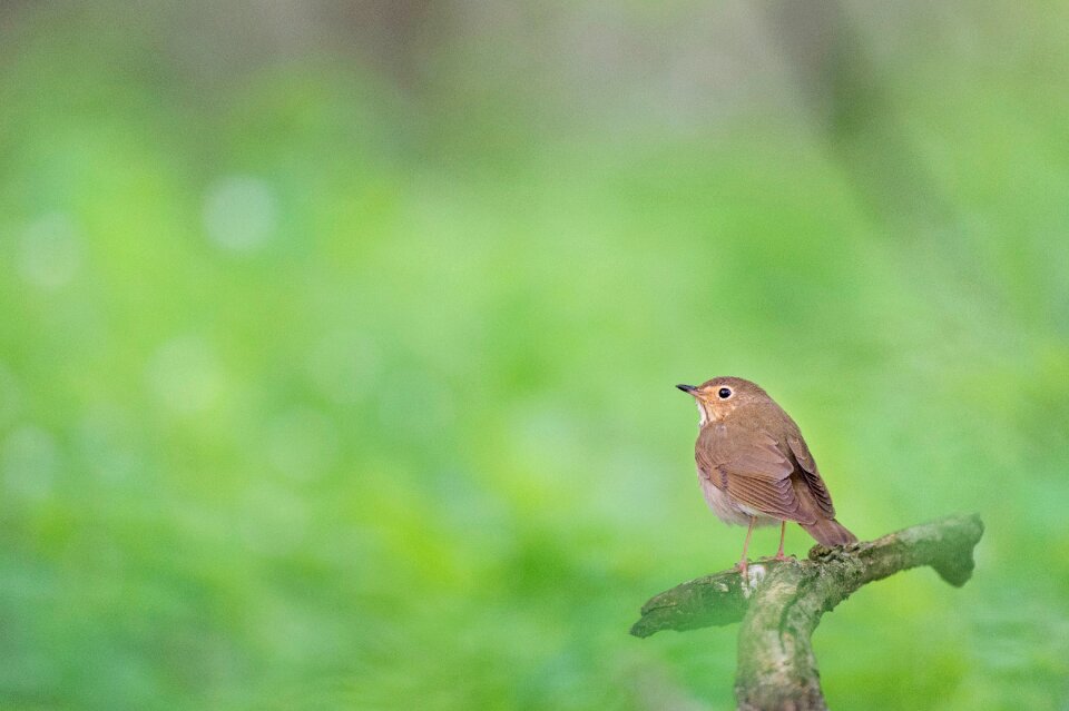 Wood green nature