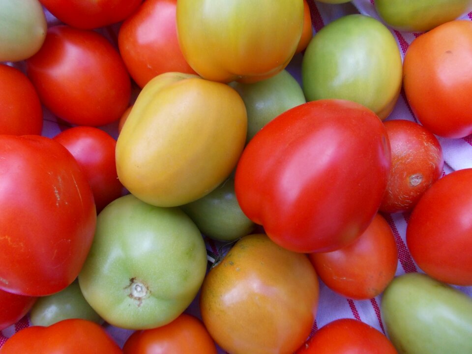 Garden close up mediterranean
