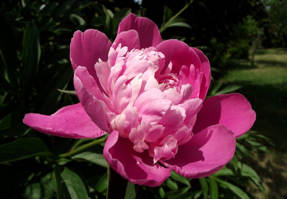 Summer garden nature
