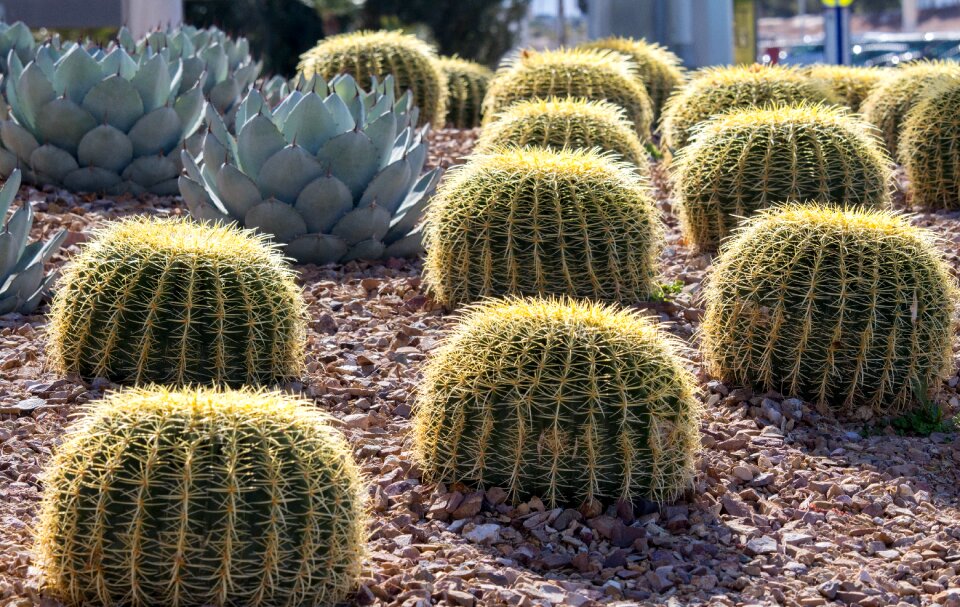 Succulent desert sharp