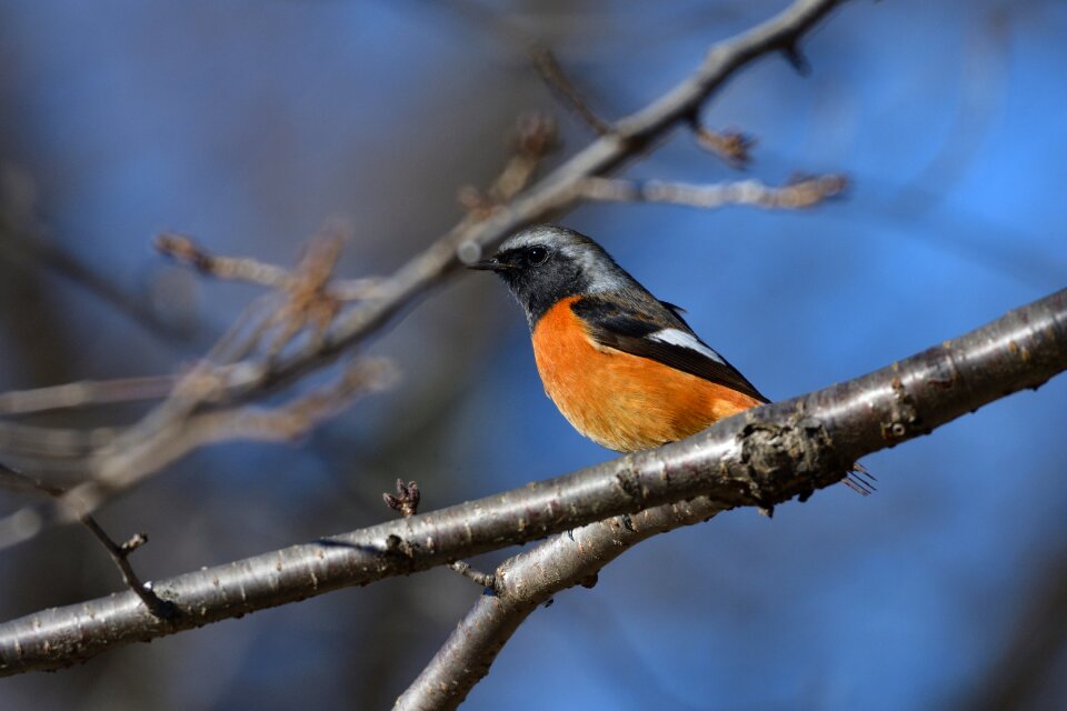 Wild animals bird a key