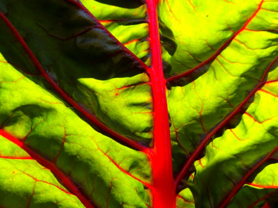 Vegetables leafy vegetables vegetable plant