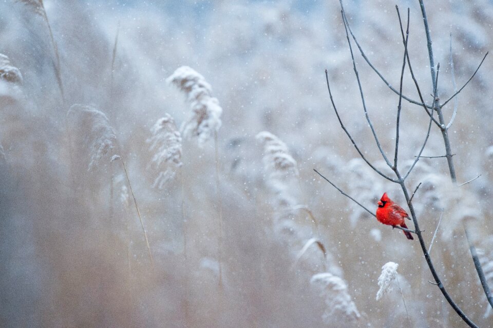Grass outdoor nature