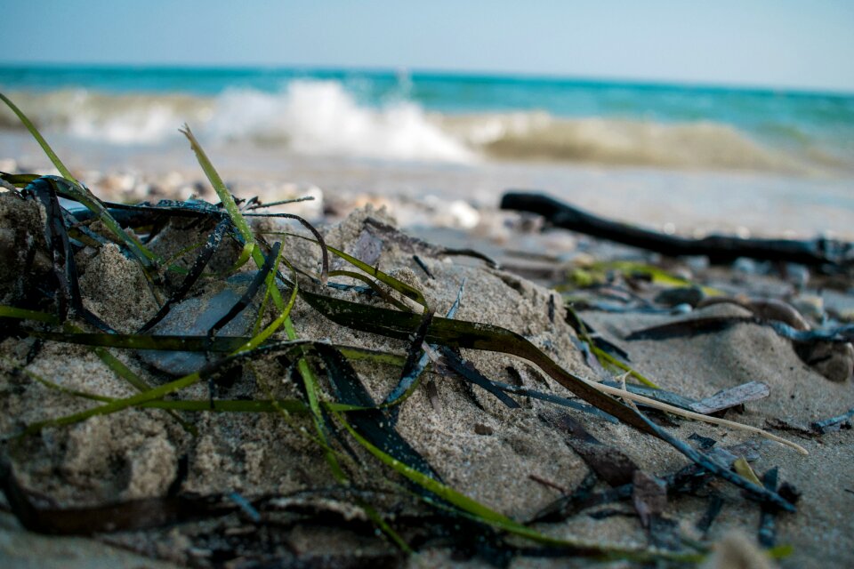 Sea grass beach