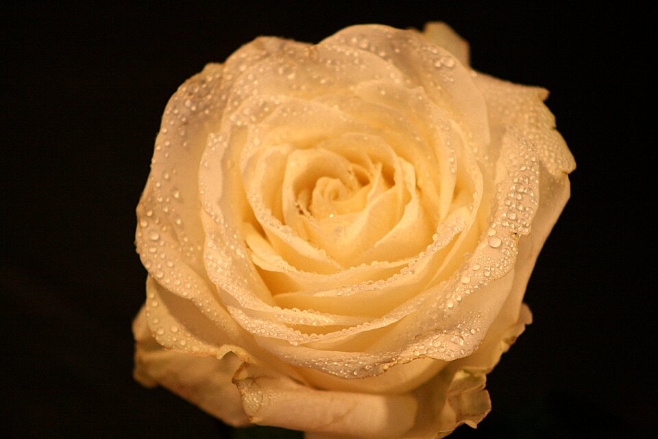 Rose flower petal