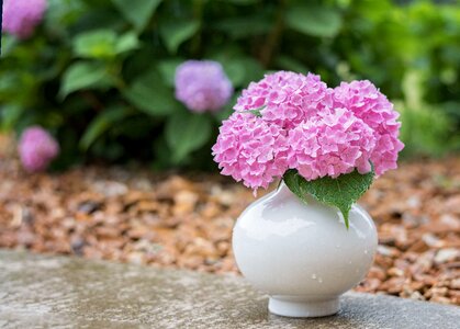 Flower spring blossom