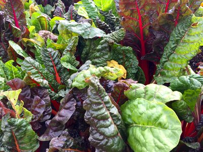 Leaves green rainbow chard