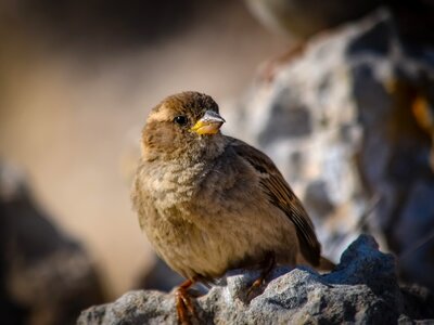 Bird animal outdoors photo