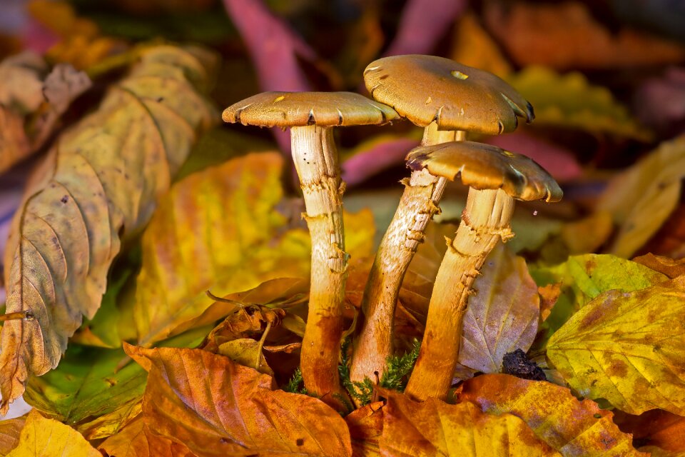 Forest mushroom agaric autumn