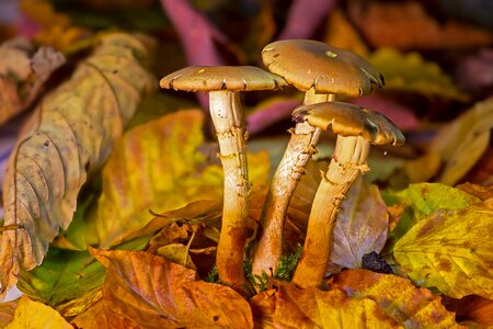 Forest mushroom agaric autumn photo