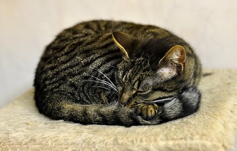 Animal shelter animal welfare domestic cat photo