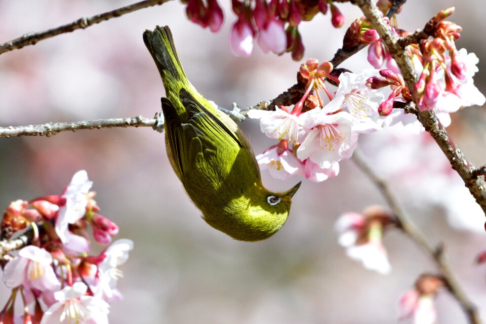 Cherry blossoms natural japanese white-eye