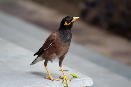 Bird aves usct photo