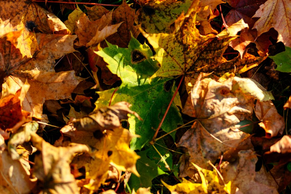 Background bright brown