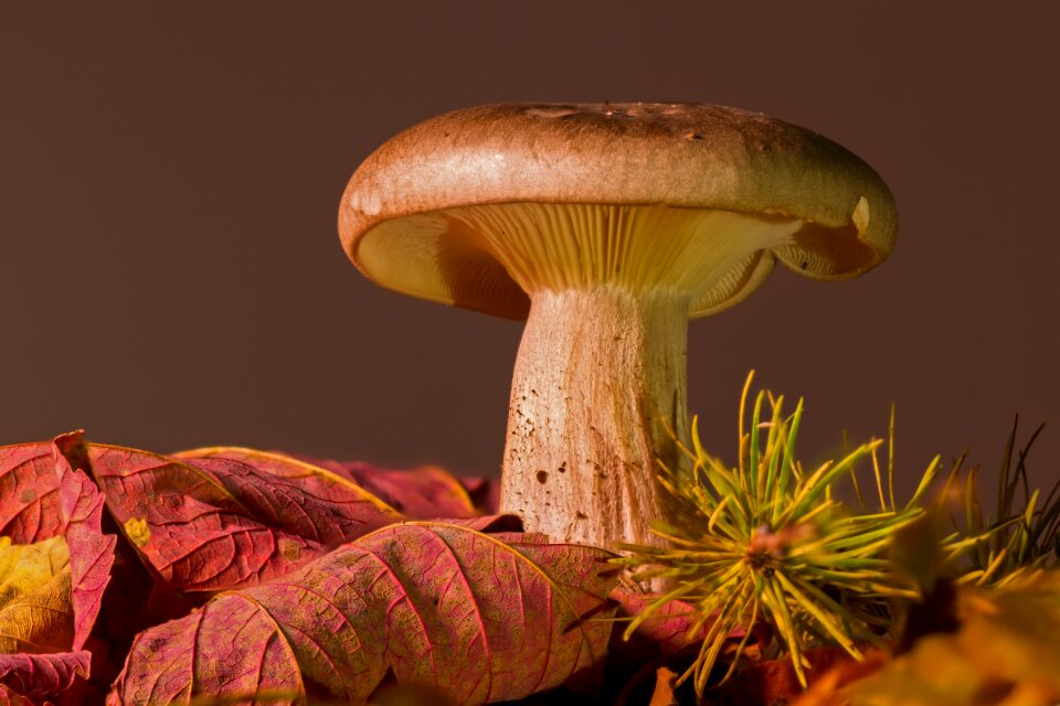 Agaric autumn leaves